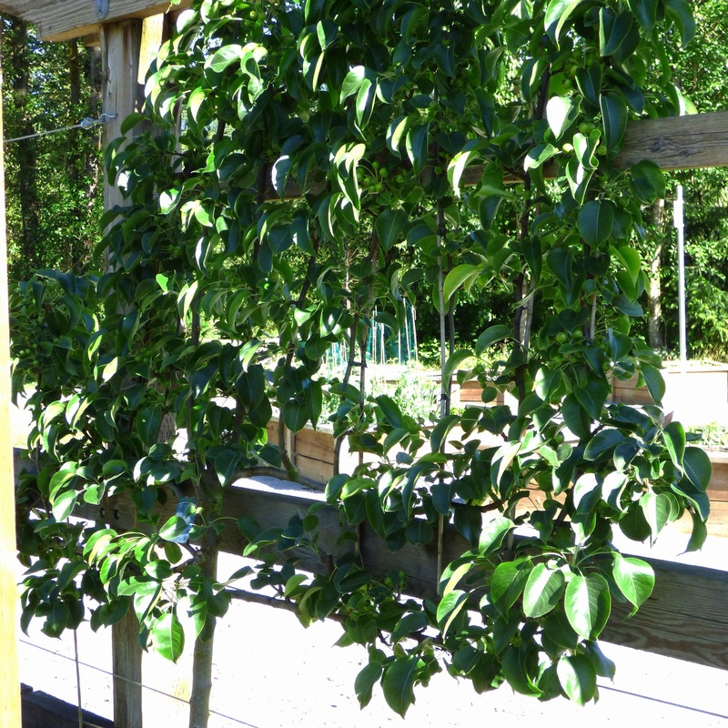 Asian Pear – 3-Tier Espalier Asian Pear