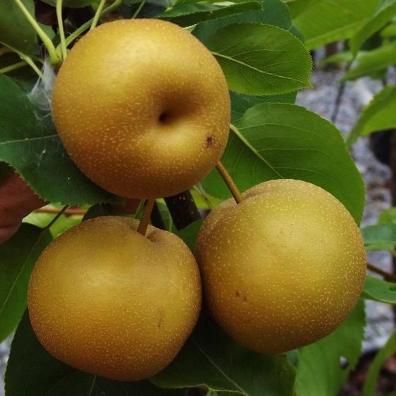 Asian Pear – Pyrus pyrifolia Chojuro