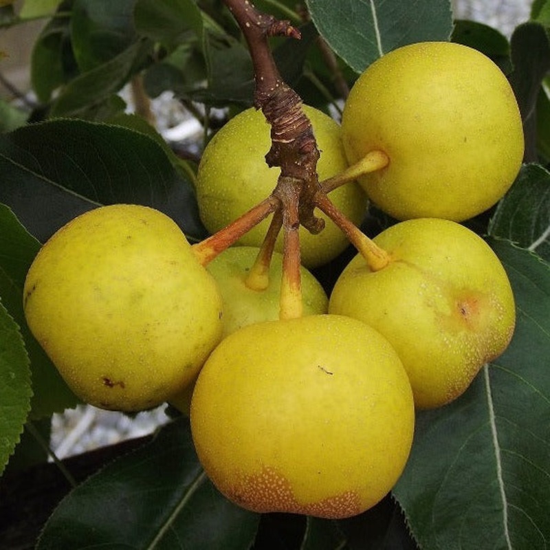 Asian Pear – Pyrus pyrifolia Nijisseiki