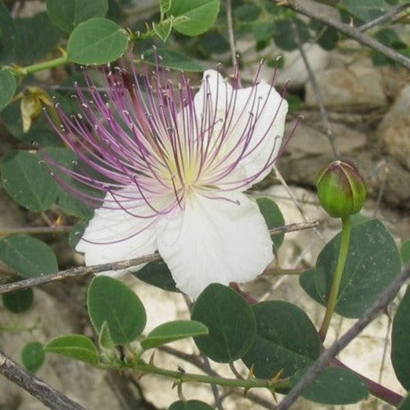 Caper – Capparis inermis