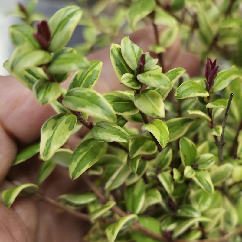 Chilean Guava – Ugni molinae Flambeau