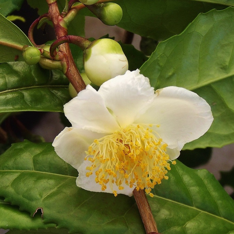 Tea Plant – Camellia sinesis Karatum