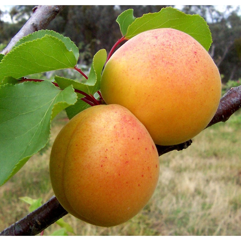 Apricot – Prunus armeniaca Hargrand
