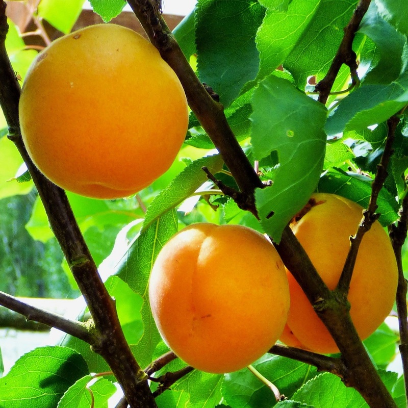 Apricot – Prunus armeniaca Puget Gold