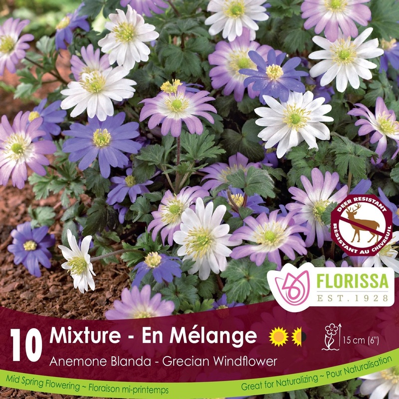 Anemone blanda Grecian Mix