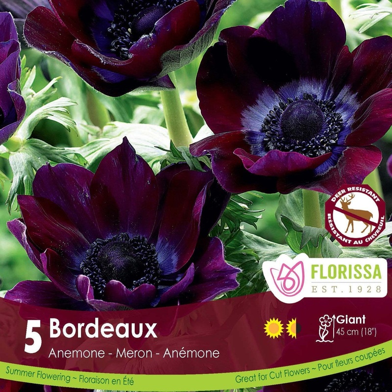 Anemone Bordeaux