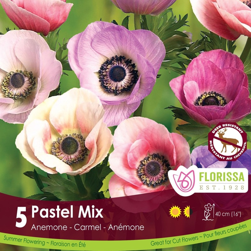 Anemone Carmel Pastel Mix