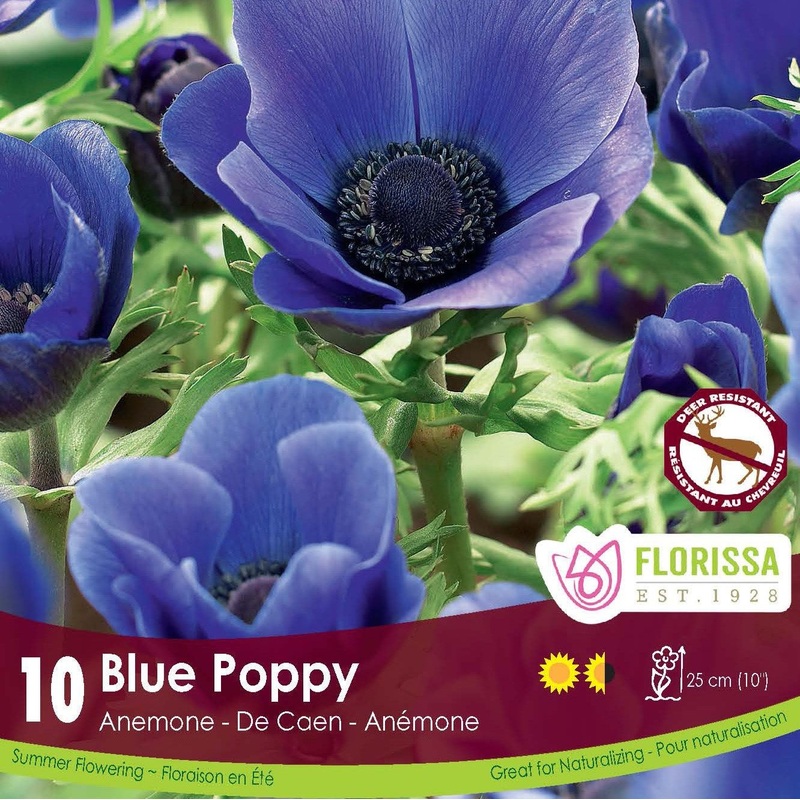 Anemone De Caen Blue Poppy