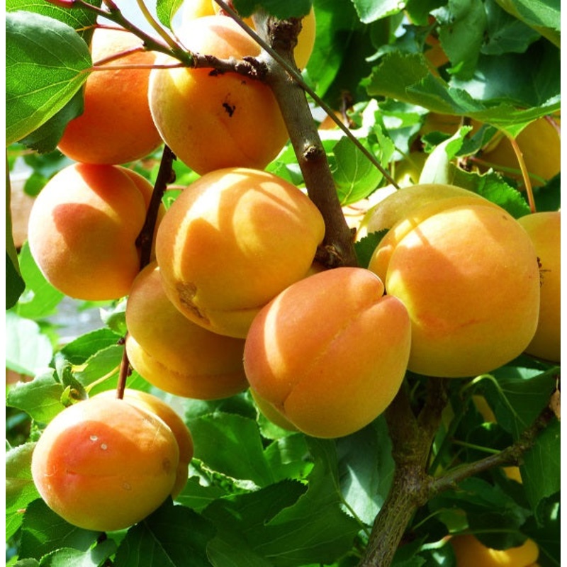 Apricot – Prunus armeniaca Tilton