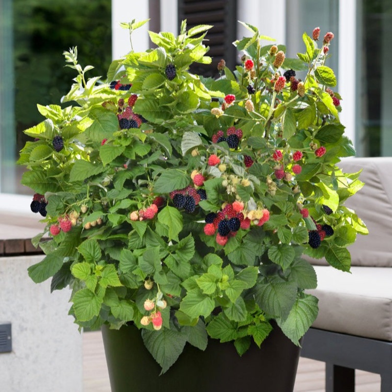 Blackberry – Baby Cakes