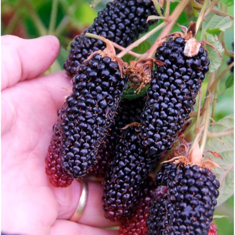 Blackberry – Columbia Giant