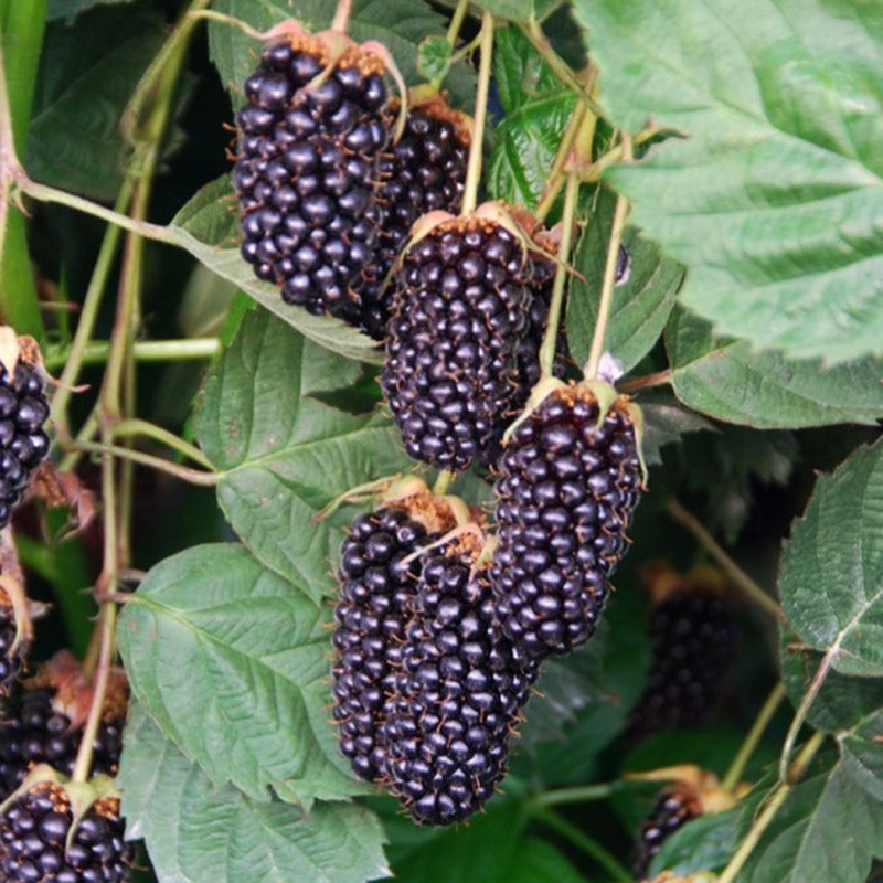 Blackberry – Columbia Star