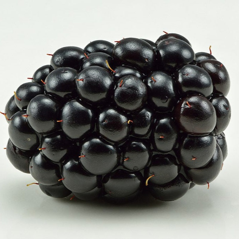 Blackberry – Twilight’