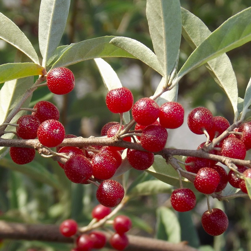 Autumn Olive – Elaeagnus umbellata Garnet