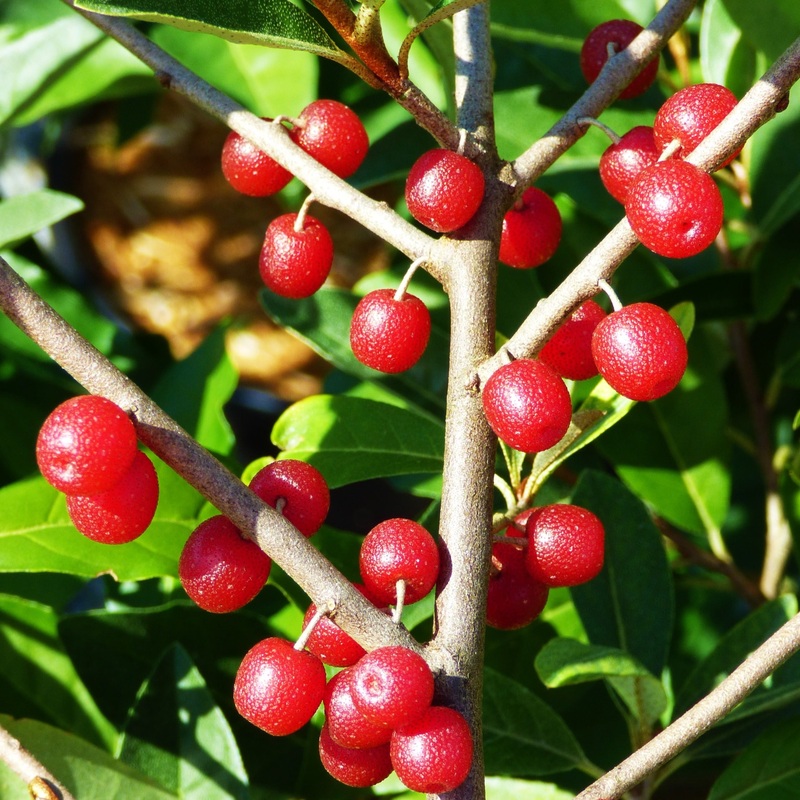Autumn Olive – Elaeagnus umbellata Ruby