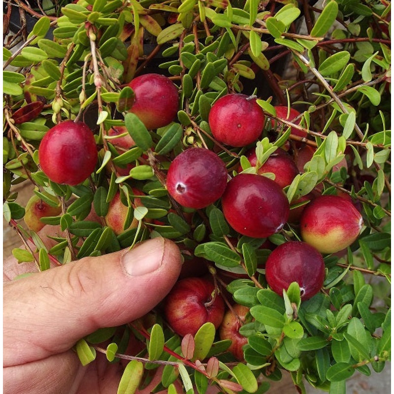 Cranberry – Vaccinium macrocarpon Hamilton