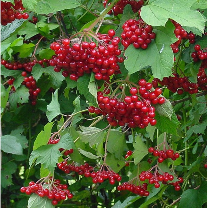 Cranberry – Vaccinium opulus ‘Kalinka’