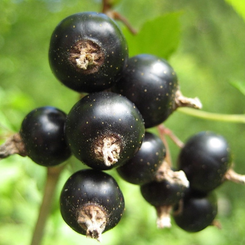 Currant (Black) – Ribes nigrum Ben Sarek