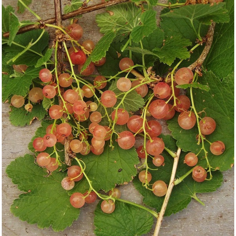 Currant (Pink) – Ribes rubrum Pink Champagne