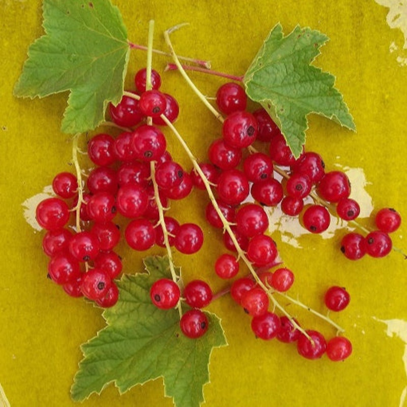 Currant (Red) – Ribes rubrum Red Lake’