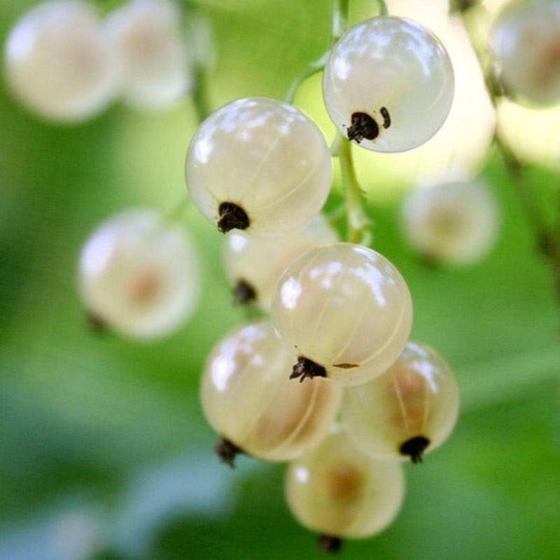 Currant (White) – Ribes sativum White Imperial