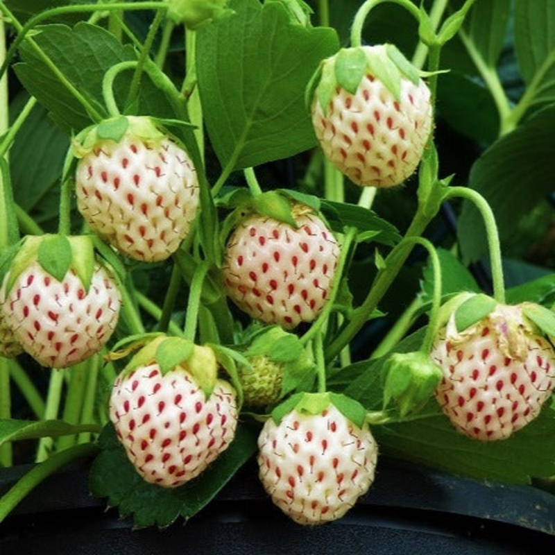 Strawberry – Fragaria Aloha Berry
