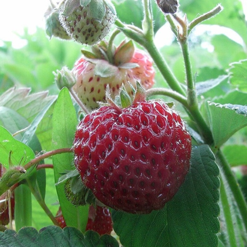 Strawberry – Fragaria x Raspyberry’