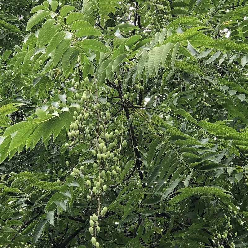 Chop Suey Tree – Toona sinensis