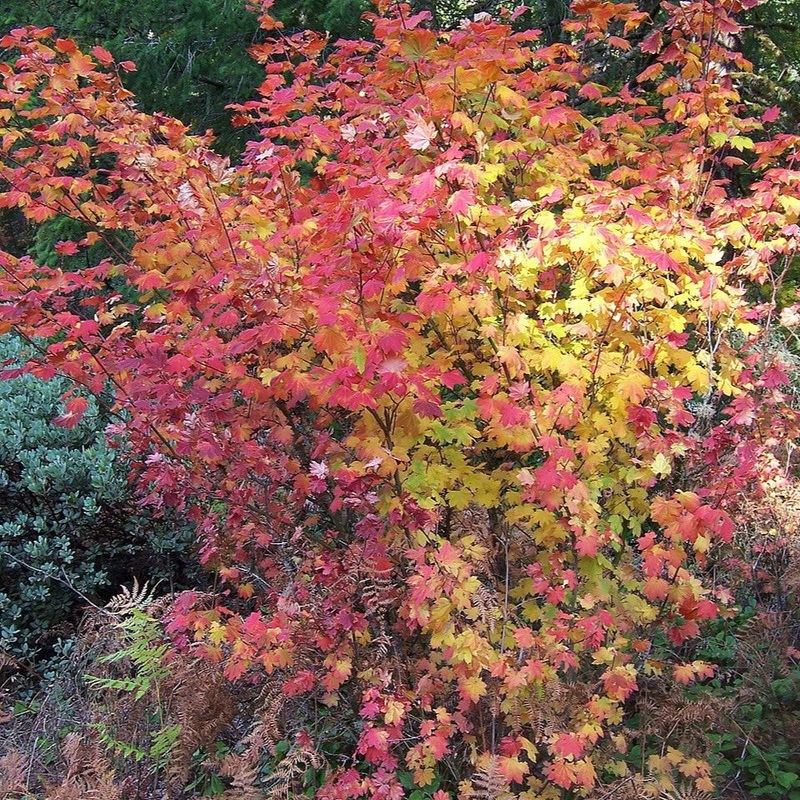 Acer circinatum (Vine Maple)-1-gallon pot & 5-gallon pot