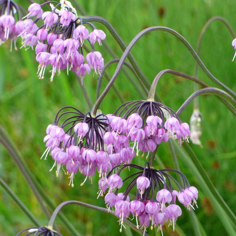 Allium cernuum (Nodding Onion)