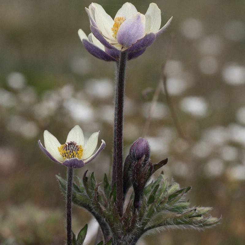 Anemone multifida (Cut-Leaf Anemone)