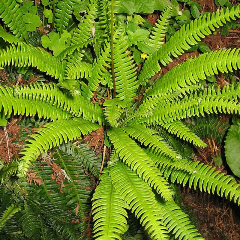 Blechnum spicant (Deer Fern)