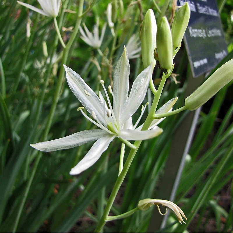 Camassia leichtlinii Alba (White Camas Lily)