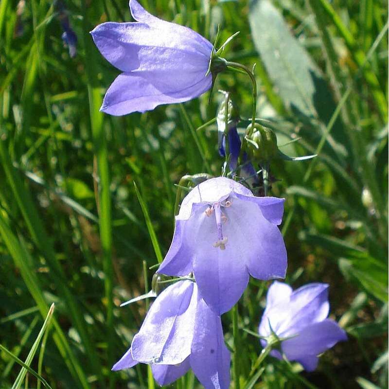 Campanula rotundifolia (Common Harebell)