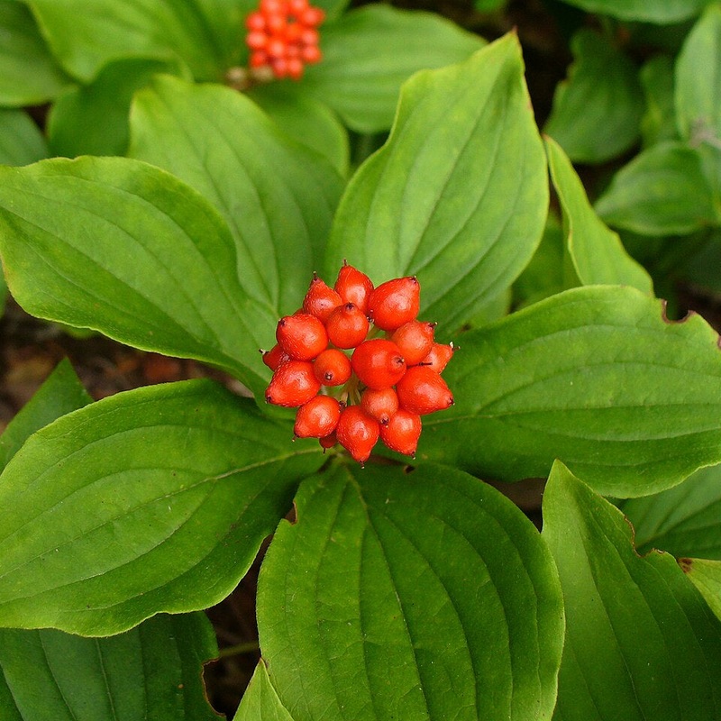 Cornus canadensis (Bunchberry)