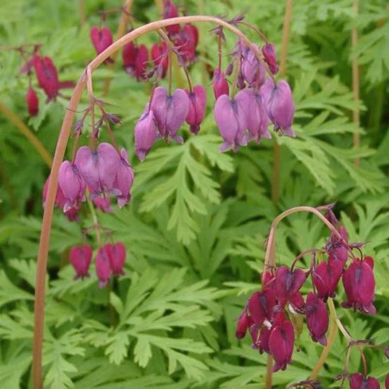 Dicentra formosa (Pacific Bleeding Heart)