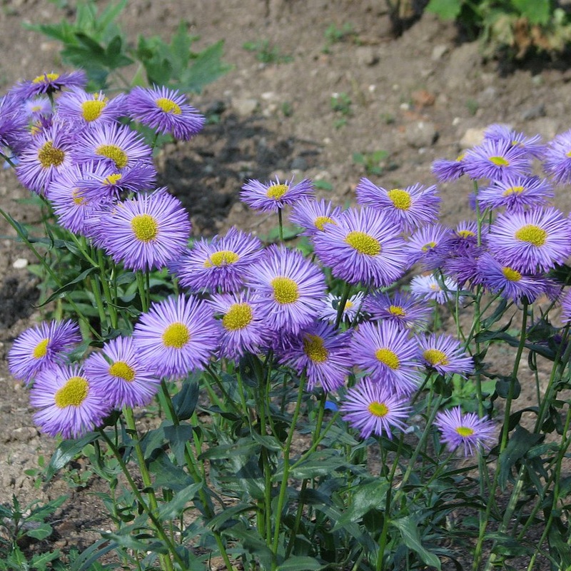Erigeron speciosus (Showy Fleabane)