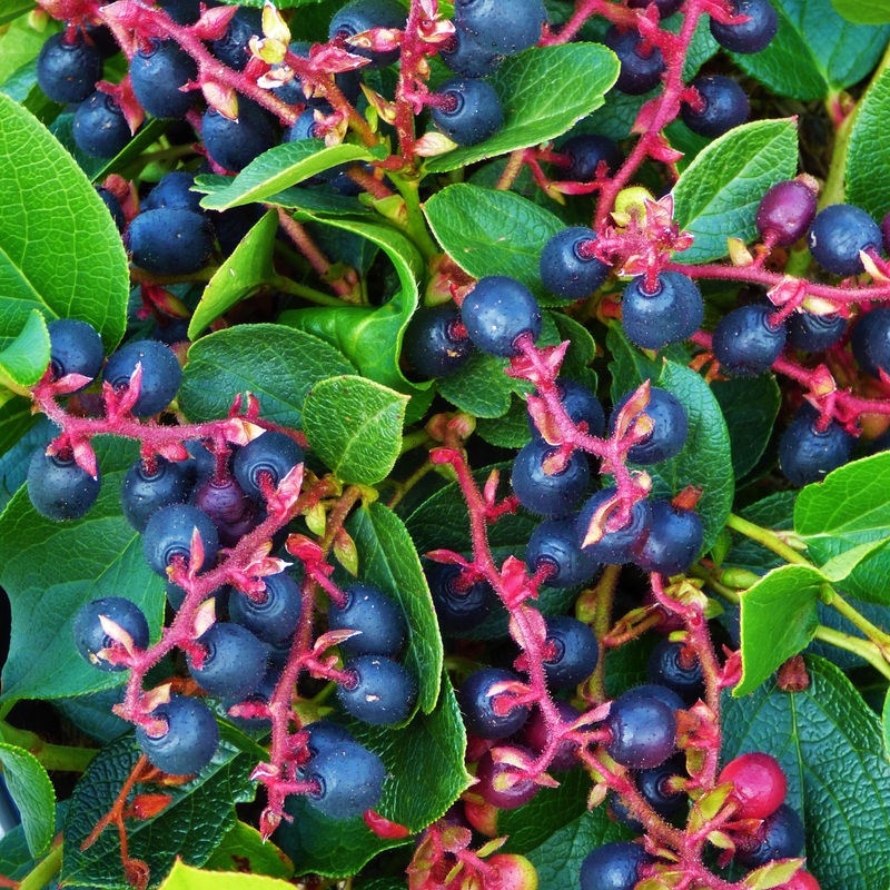 Gaultheria shallon (Salal)-1-gallon pot & 9cm pot