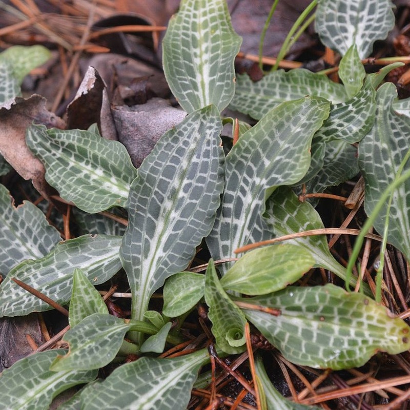 Goodyera oblongifolia (Rattlesnake Plantain)