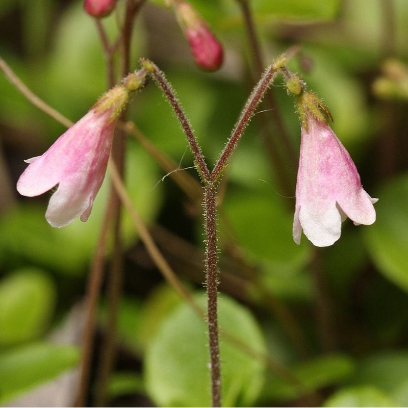 Linnaea borealis (Twinflower)