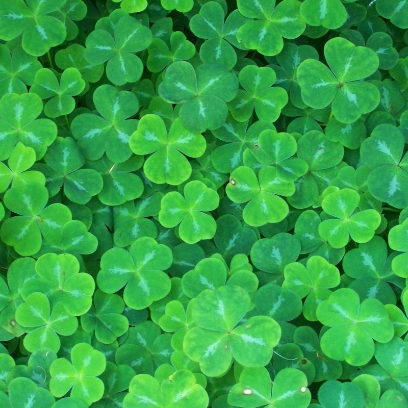 Oxalis oregana (Redwood Sorrel)