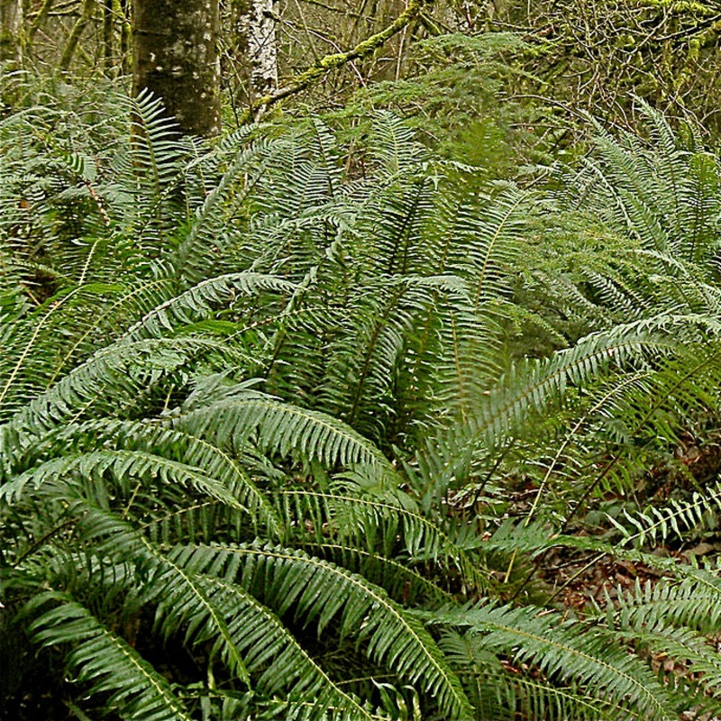 Polystichum munitum (Sword Fern)