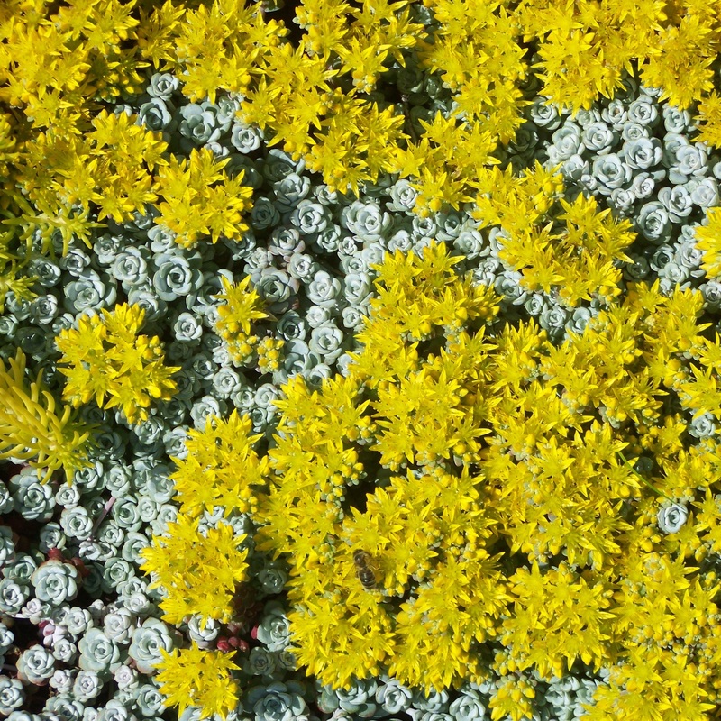 Sedum spathulifolium (Broadleaf Stonecrop)
