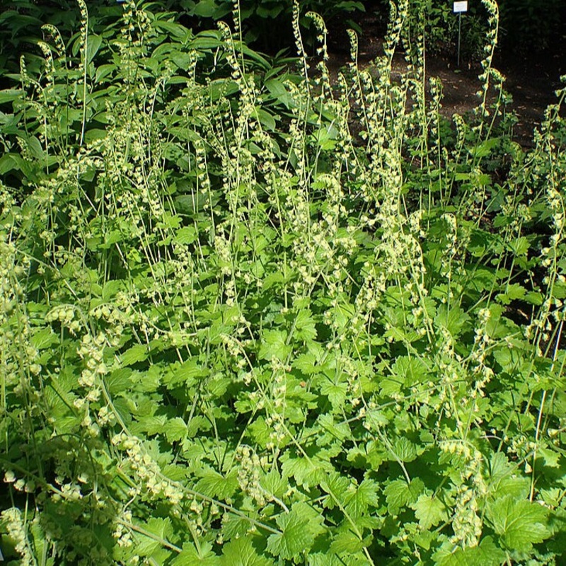Tellima grandiflora (Fringecup)