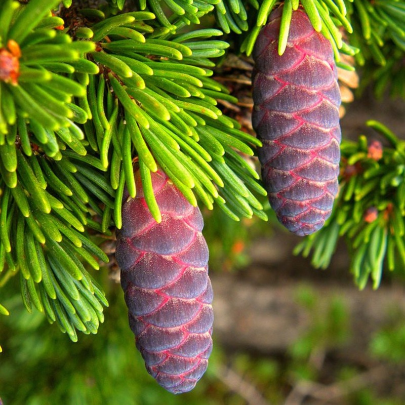 Tsuga mertensiana (Mountain Hemlock)