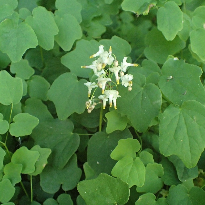 Vancouveria hexandra (Inside-Out Flower)