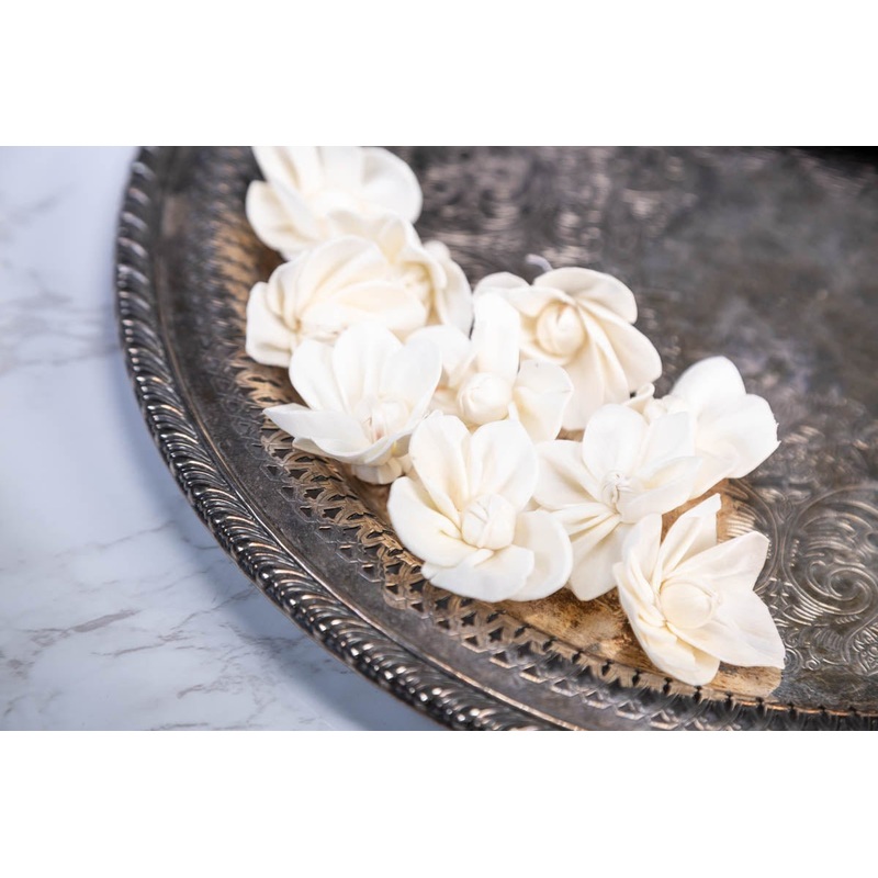 1.5 Delphinium Belladonna (10 Pack)