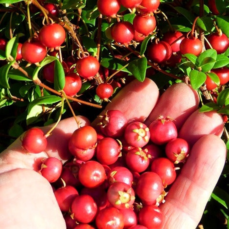 Chilean Guava – Ugni molinae-1-gallon pot & 2-gallon pot