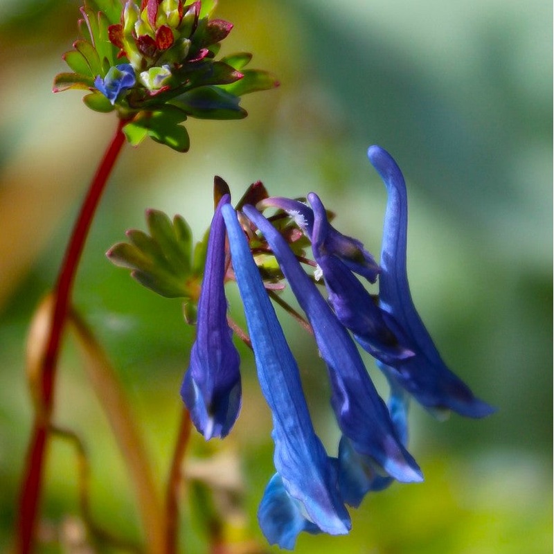 Corydalis calycosa
