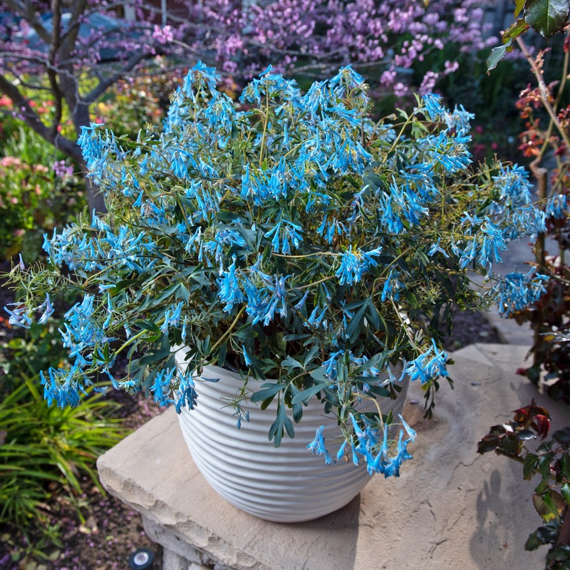 Corydalis Porcelain Blue